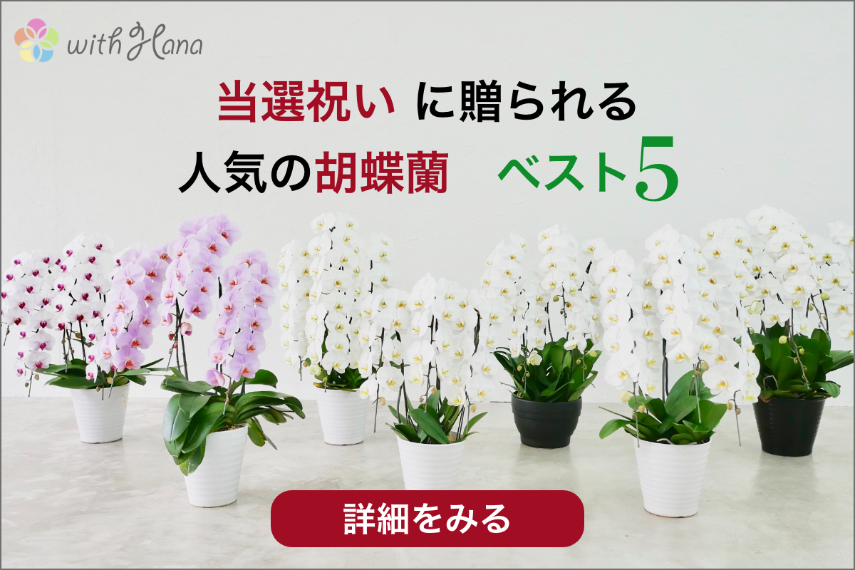 当選祝いに送られる人気の胡蝶蘭ベスト5